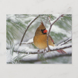 Weiblicher Kardinal im schneebedeckten Kiefernbaum Postkarte