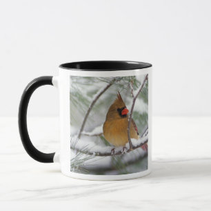 Weiblicher Kardinal im schneebedeckten Kiefernbaum Tasse