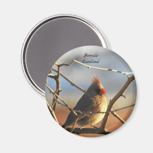 Weiblicher Kardinal Magnet (Vorderseite/Rückseite)