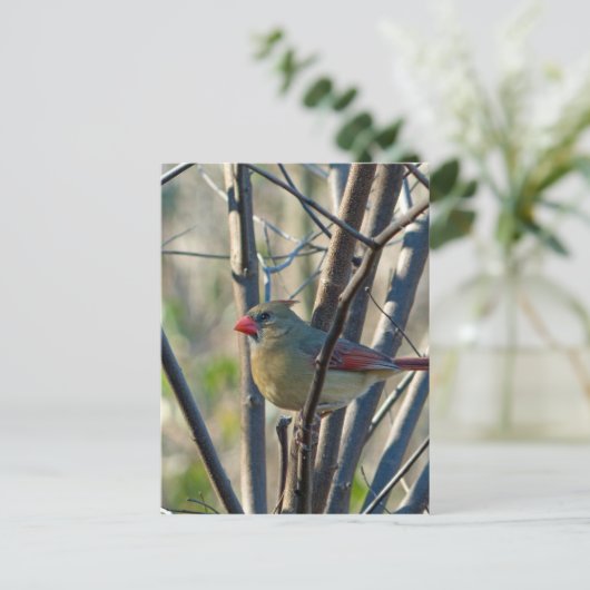 Weiblicher Kardinal Postkarte (Stehend Vorderseite)