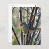 Weiblicher Kardinal Postkarte (Vorne/Hinten)