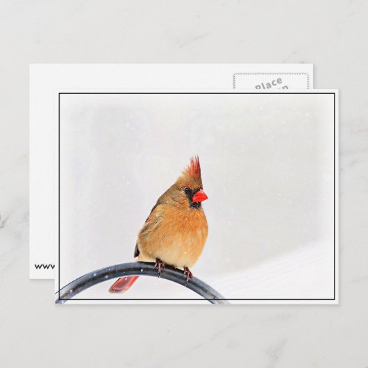 Weiblicher Kardinal Postkarte (Vorne/Hinten)