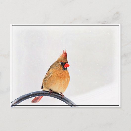 Weiblicher Kardinal Postkarte (Vorderseite)