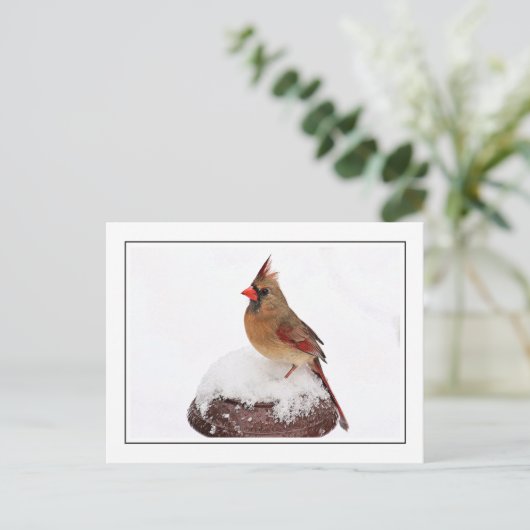 Weiblicher Kardinal Postkarte (Stehend Vorderseite)