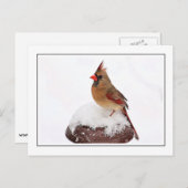 Weiblicher Kardinal Postkarte (Vorne/Hinten)