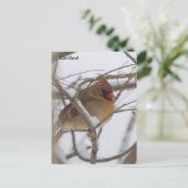 Weiblicher Kardinal Postkarte (Stehend Vorderseite)