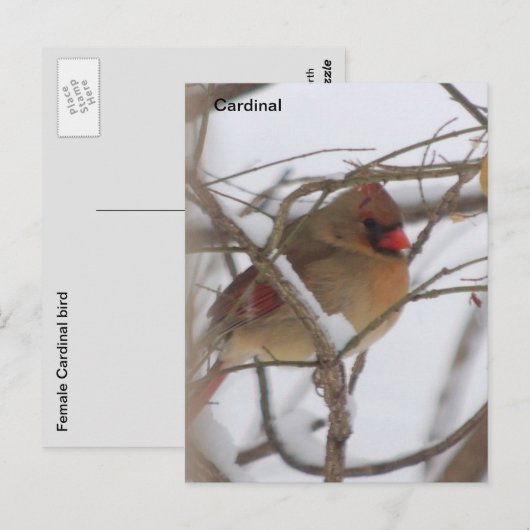 Weiblicher Kardinal Postkarte (Vorne/Hinten)