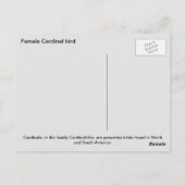 Weiblicher Kardinal Postkarte (Rückseite)