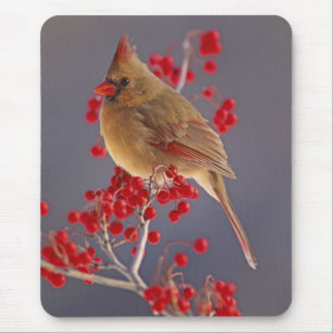 Weiblicher Kardinal unter Weißdorn Mousepad