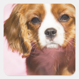 Weiblicher King Charles Spaniel Welpe Quadratische Quadratischer Aufkleber