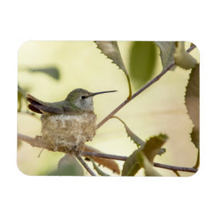 Weiblicher Kolibri auf seinem Nest Magnet