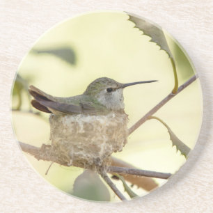 Weiblicher Kolibri auf seinem Nest Sandstein Untersetzer