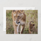 Weiblicher Löwe mit Kübel Postkarte (Vorne/Hinten)