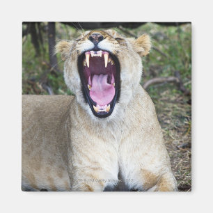 Weiblicher Löwe (Panthera Löwe), Magnet