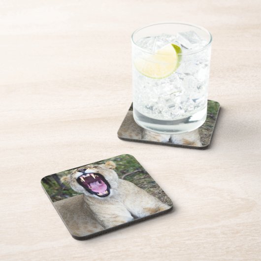 Weiblicher Löwe (Panthera Löwe), Untersetzer (Rechte Seite)