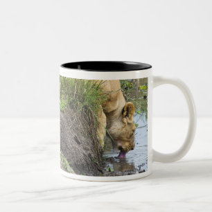 Weiblicher Löwe (Panthera Löwe), Zweifarbige Tasse