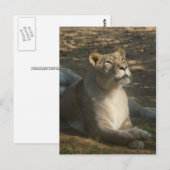 Weiblicher Löwe Postkarte (Vorne/Hinten)