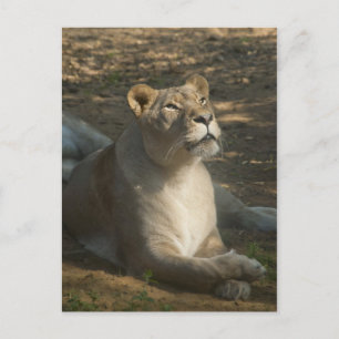 Weiblicher Löwe Postkarte
