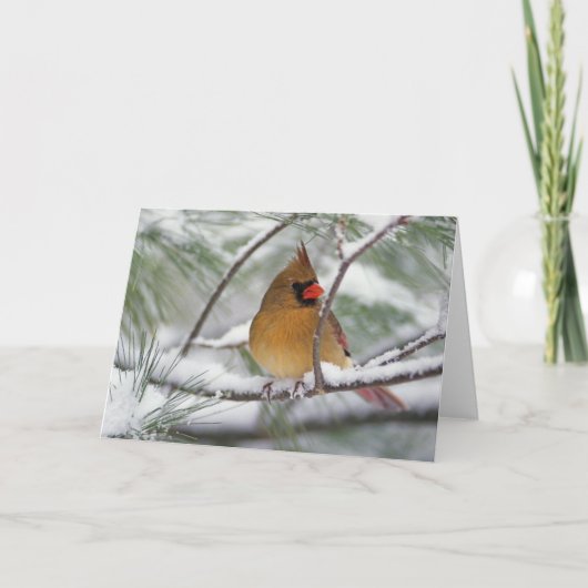 Weiblicher NordKardinal im schneebedeckten Karte (Vorderseite)