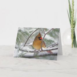 Weiblicher NordKardinal im schneebedeckten Karte