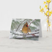 Weiblicher NordKardinal im schneebedeckten Karte (Gelbe Blume)