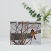 Weiblicher nördlicher Kardinal im Winter Postkarte (Stehend Vorderseite)