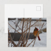 Weiblicher nördlicher Kardinal im Winter Postkarte (Vorne/Hinten)