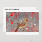 Weiblicher nördlicher Kardinal Postkarte (Vorne/Hinten)