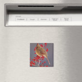 Weiblicher nördlicher Kardinal zwischen Havthorn Magnet (In Situ (Geschirrspüler))