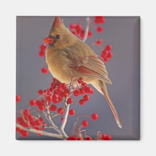 Weiblicher nördlicher Kardinal zwischen Havthorn Magnet