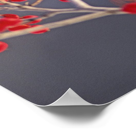 Weiblicher nördlicher Kardinal zwischen Havthorn Poster (Ecke)