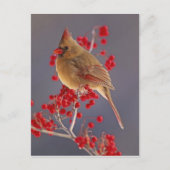 Weiblicher nördlicher Kardinal zwischen Havthorn Postkarte (Vorderseite)