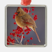 Weiblicher nördlicher Kardinal zwischen Havthorn Silbernes Ornament (Vorne)