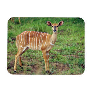 Weiblicher Nyala, Hluhluwe-Umfolozi Spiel-Reserve Magnet