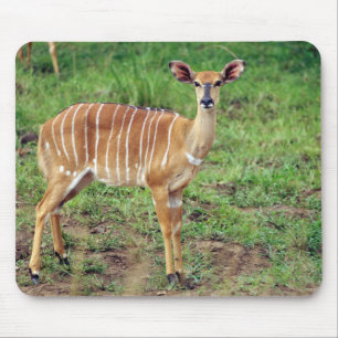 Weiblicher Nyala, Hluhluwe-Umfolozi-Wildreservat Mousepad