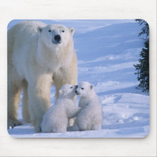 Weiblicher Polar-Bär Stehend mit 2 Cubs bei ihr Mousepad