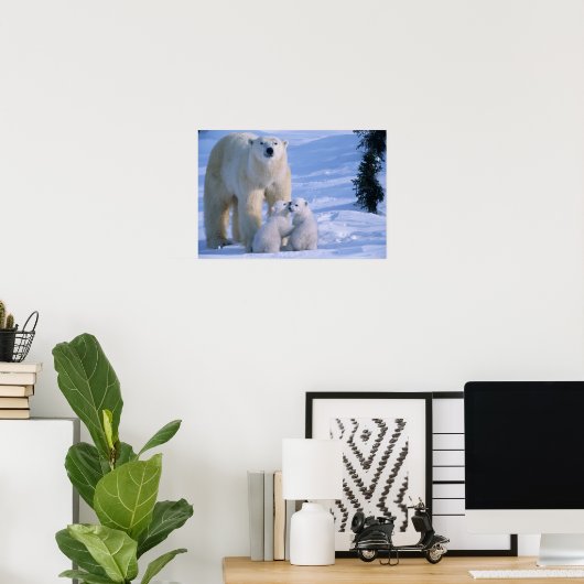 Weiblicher Polar-Bär Stehend mit 2 Cubs bei ihr Poster (Heimbüro)