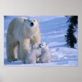 Weiblicher Polar-Bär Stehend mit 2 Cubs bei ihr Poster (Vorne)