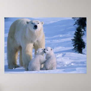 Weiblicher Polar-Bär Stehend mit 2 Cubs bei ihr Poster