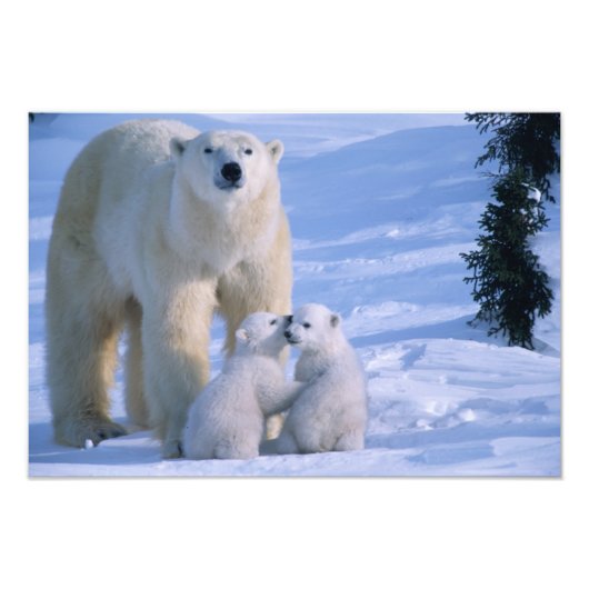 Weiblicher Polar-Bär Stehend mit 2 Cubs Fotodruck (Vorne)