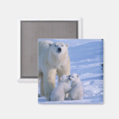 Weiblicher Polar-Bär Stehend mit 2 Cubs Magnet (Vorderseite/Rückseite)