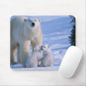 Weiblicher Polar-Bär Stehend mit 2 Cubs Mousepad (Mit Mouse)