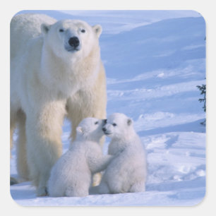 Weiblicher Polar-Bär Stehend mit 2 Cubs Quadratischer Aufkleber