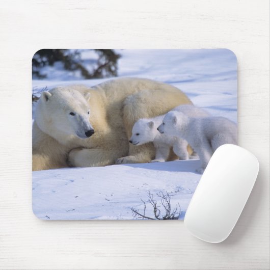 Weiblicher Polarbär mit 2 Coyscubs Mousepad (Mit Mouse)