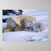 Weiblicher Polarbär mit 2 Coyscubs Poster (Vorne)