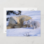 Weiblicher Polarbär mit 2 Coyscubs Postkarte (Vorne/Hinten)