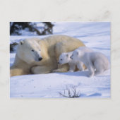 Weiblicher Polarbär mit 2 Coyscubs Postkarte (Vorderseite)