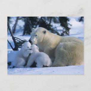 Weiblicher Polarbär mit 2 Naben Postkarte