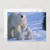 Weiblicher polarer Bär stehend mit 2 CUB an ihr Postkarte (Vorne/Hinten)