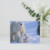 Weiblicher polarer Bär stehend mit 2 CUB an ihr Postkarte (Stehend Vorderseite)